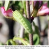 satyrium acaciae abdominalis shamkir larva4b